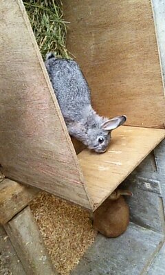うさぎを外で飼うことについて 皆様はどう思われますか 私は昔 Yahoo 知恵袋