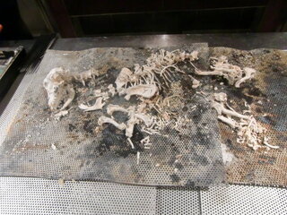 犬の火葬 火力による骨の残り方の違い 去年 亡くなった犬の火葬を火 Yahoo 知恵袋