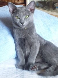 私が今飼ってる猫なのですがロシアンブルーだと言われ去年の11月に動物病院から里 Yahoo 知恵袋