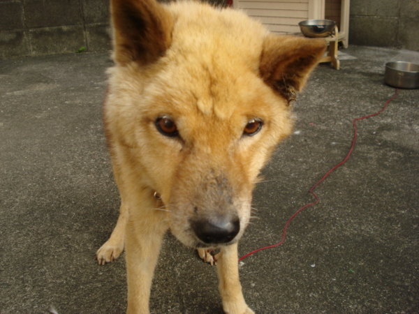 全く怒らない犬 私が飼っている犬は全く怒らないです 噛まない Yahoo 知恵袋