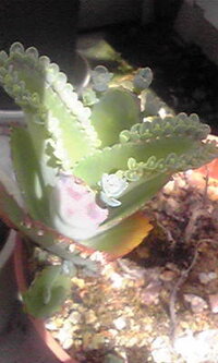 排卵日より前に胸が張るのは 排卵日が近いのでしょうか 生理開始から11日目です Yahoo 知恵袋