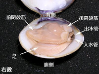 砂浜にある貝殻って どれも当然元々は中身があったわけですよね いろいろ Yahoo 知恵袋