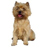 映画ボディーガードに出てくる犬の種類わかる方いますか 山奥の家の Yahoo 知恵袋
