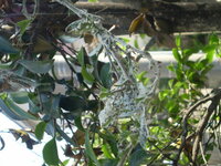 さざんか等に発生する チャドクガ を駆除するには 時期はいつ頃が良いのでしょ Yahoo 知恵袋