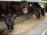 日本人はなぜ牛タン 牛の舌 を食べるのでしょうか 私は知らずに一枚食べ Yahoo 知恵袋