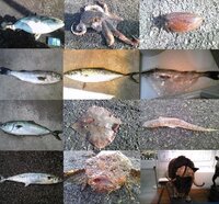 奇形の魚 近所の川で釣り人が集まっていたので覗き込むと 釣れたのは大 Yahoo 知恵袋