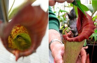 食虫植物というのがありますが その植物の虫を捕らえる部分に人間が指を入れたら Yahoo 知恵袋