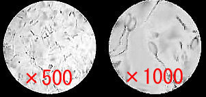 自分の精子を見ようと思いデジタル顕微鏡を購入しました アイクロップス Yahoo 知恵袋