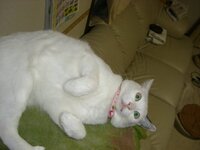 こんにちは もうすぐ4ヶ月になる子猫がいます あまり餌を食べてくれないので 困 Yahoo 知恵袋