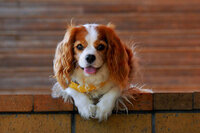 犬のトイレシートの誤飲について 秋田犬 生後２か月弱 を飼っているのですが Yahoo 知恵袋