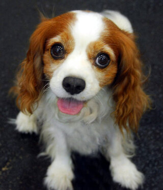 犬がご飯を食べながら見てきます ミニチュアダックスフンド 10歳 を飼って Yahoo 知恵袋