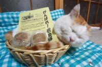 かご猫について かご猫は岩手県の岩泉町にいるんですか Yahoo 知恵袋