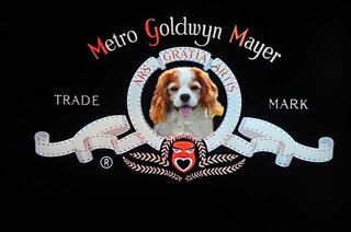 犬って カツオのたたきは食べれますか 大丈夫です 沢山あげたら 食餌 Yahoo 知恵袋