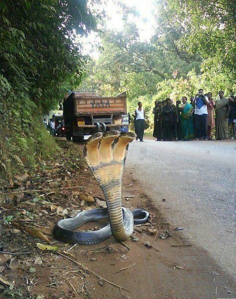 インドで3つ首の蛇が発見されたそうですが これは本物ですか 何か感想があ Yahoo 知恵袋