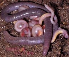 変わった虫を教えてください よ く見て下さい どっちが頭か分か Yahoo 知恵袋