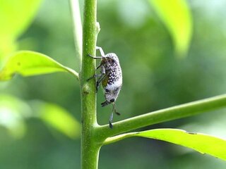 変わった虫を教えてください よ く見て下さい どっちが頭か分か Yahoo 知恵袋
