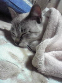 猫ちゃんってお布団懸けられるの嫌いなんでしょうか 回答お願い Yahoo 知恵袋