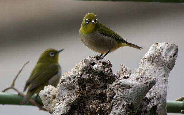 さえずりが綺麗な鳥ペットでさえずりがきれいな鳥を探しています カナリアも綺 Yahoo 知恵袋