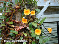 洋ランのデンドロビウムは一度咲いたバルブ 茎 からは再度咲か Yahoo 知恵袋