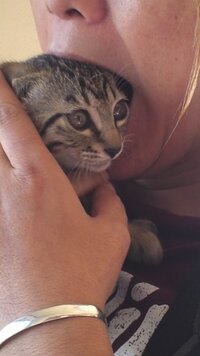 かわいすぎるので猫ちゃんを食べちゃいたいです ダメですか 可愛い猫さ Yahoo 知恵袋