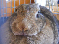 野良うさぎについて 会社の駐車場に1 2ヶ月前から野良 迷子 Yahoo 知恵袋