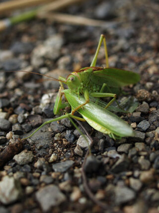 どうしてカマキリにはキリギリスを与えてはいけないんでしょうか Yahoo 知恵袋