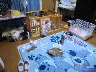 犬のフィラリア予防は何月から薬を飲ませれば良いですか また 費用も教えてくださ Yahoo 知恵袋