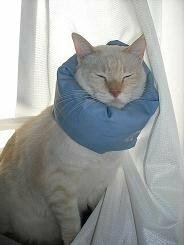 ８歳の飼いネコの首の傷がなおりません ８歳のネコの首に人間の Yahoo 知恵袋