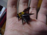 何蜂なんでしょうか 今週になって黒くて丸い大きな蜂を見かける Yahoo 知恵袋