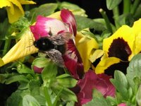 何蜂なんでしょうか 今週になって黒くて丸い大きな蜂を見かける Yahoo 知恵袋