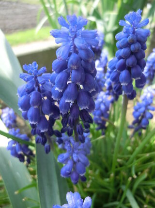 画像をダウンロード 紫 つぶつぶ 花 名前 1716 紫 つぶつぶ 花 名前