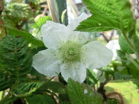 近所の空地で野いちごの花がたくさん咲いていました 花が咲いてから 実 Yahoo 知恵袋