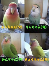 一人暮らしでセキセイインコを飼いたいと思っています アドバイスをお願いしま Yahoo 知恵袋