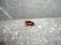 さっき部屋の壁に赤茶色で少し丸みを帯びた１ｃｍくらいの虫が出ました つぶそうと思 教えて 住まいの先生 Yahoo 不動産