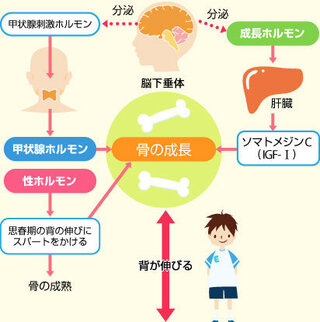 中学生からプロテインを飲むのはダメですか 何か友達がプロテインを Yahoo 知恵袋