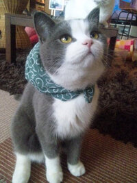 好きな人に告白したら振られて だから キスしてくれたら諦めるから Yahoo 知恵袋