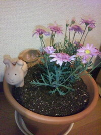 ハムスターが死んだら植木鉢に埋めるのはだめですか ハムスターくらいの大き Yahoo 知恵袋