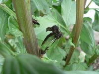 そら豆の病気について そら豆の花が黒ずんでいます 目視点検 Yahoo 知恵袋