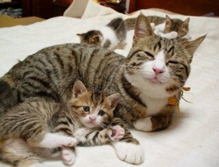 め から始まる動物というと何ですか メス猫 メス猫の母ネコ メス Yahoo 知恵袋