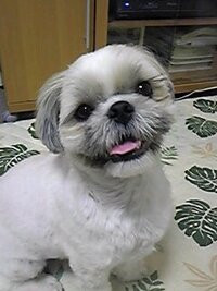 家で飼っている犬ですが まつげが非常に長いです 皆様の飼っている動物でまつげ Yahoo 知恵袋