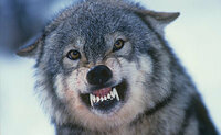 フランス語で 子狼の牙 って何と言うのですか 子狼はlouveteauと Yahoo 知恵袋