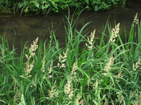 カモガヤの花粉症です この時期ひどくなりました スギやヒノキは情報が Yahoo 知恵袋