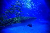 水族館デートで告白するなら大阪の海遊館か京都の京都水族館どちらがいいと思います Yahoo 知恵袋