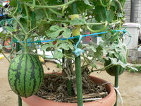 スイカを初心者がプランターで苗から育てるのって難しいですか プランタ Yahoo 知恵袋