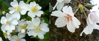 桜は何故バラ科何ですか バラ科はたくさんの植物を含む分類群 Yahoo 知恵袋