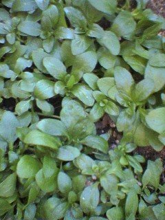 ペニーロイヤルミントの育て方を教えてください お菓子にミ Yahoo 知恵袋