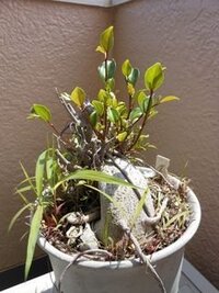 観葉植物 ガジュマル の害虫駆除について観葉植物の害虫駆除はどうすればよいで Yahoo 知恵袋