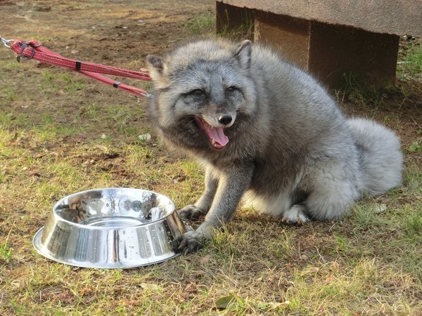 キツネを飼いたいと思っています しかしフェネックというキツネばかりで シルバー Yahoo 知恵袋