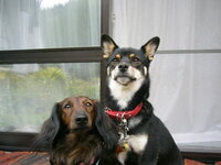 犬がお腹を見せる理由って何ですか 友達がロットワイラー1匹と 中型犬 Yahoo 知恵袋