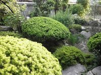 隣家との目隠しを目的に自分で植栽をしたいのです 出来れば常緑樹で Yahoo 知恵袋